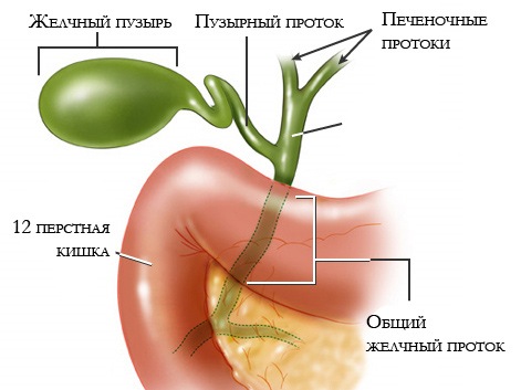 Zabolevaniya_pecheni_simptomy_i_priznaki_bolezni_zhelchnogo_puzyrya