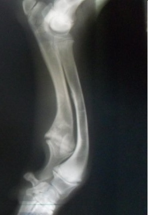pic 2 a