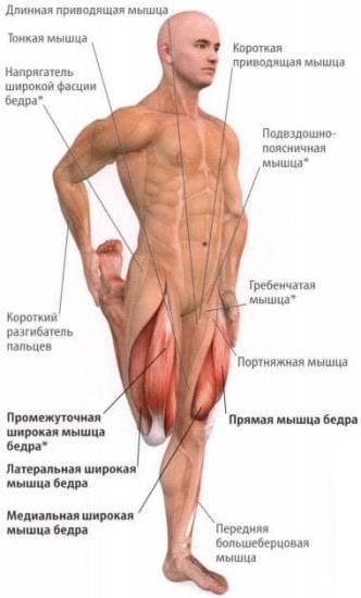 Синдром приводящей мышцы бедра причины